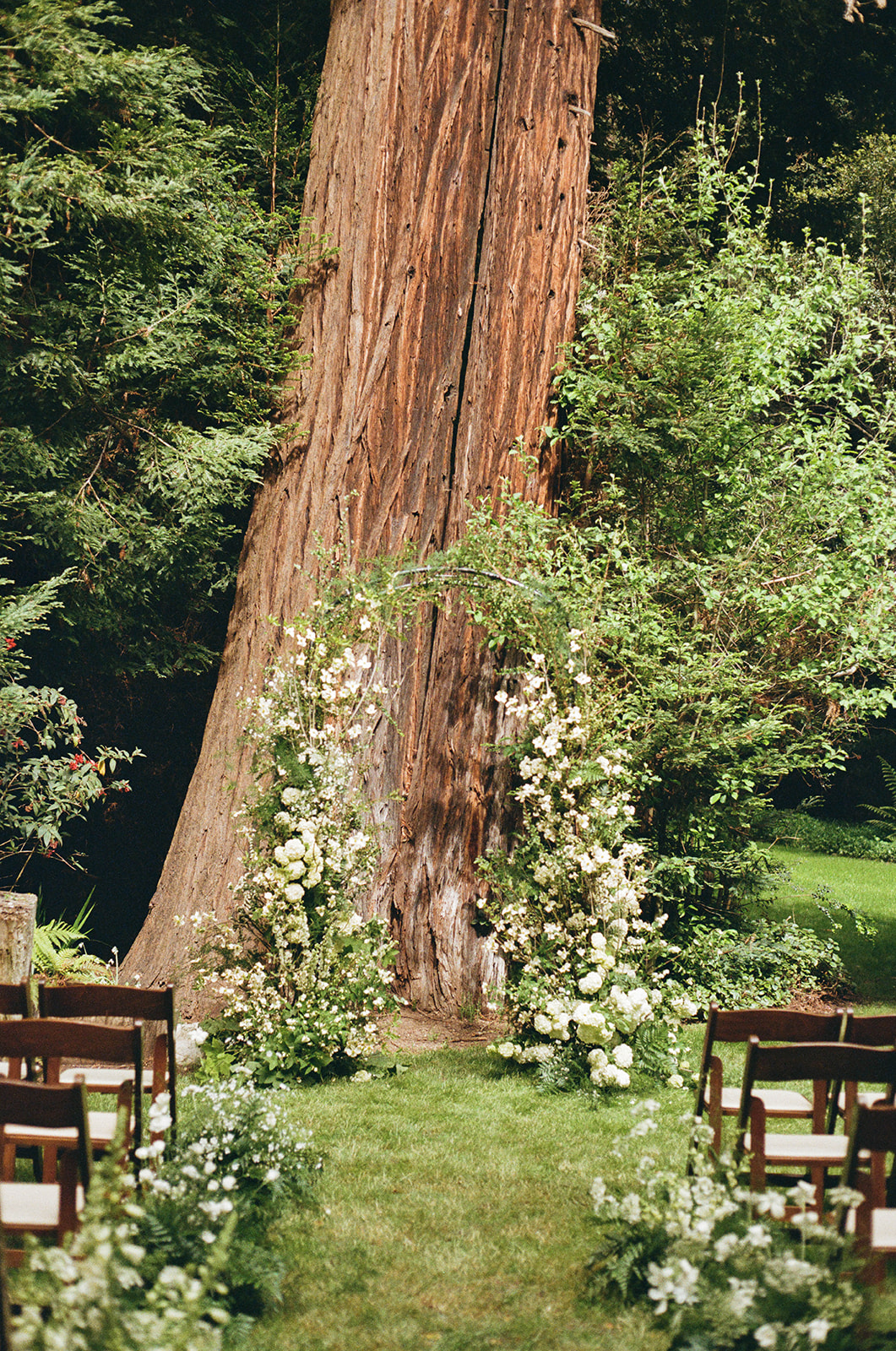 A floral arch of white flowers and greenery set against a massive redwood tree for a forest wedding ceremony.