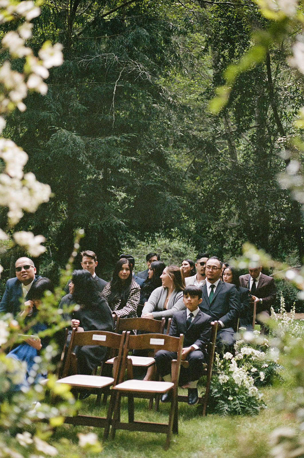 Wedding guests seated outdoors on wooden chairs during the ceremony, surrounded by towering redwood trees.