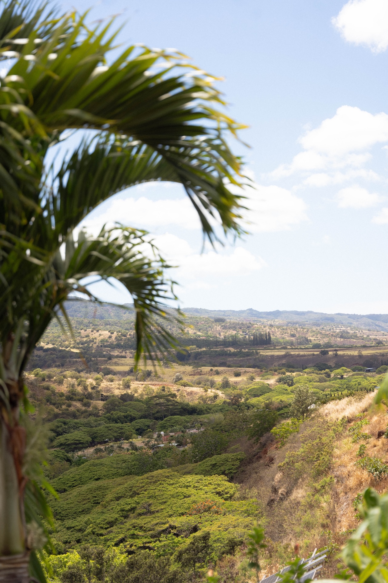 Scenic view of North Shore Oʻahu mountains framed by palm leaves at Kaʻala Vista wedding venue.

