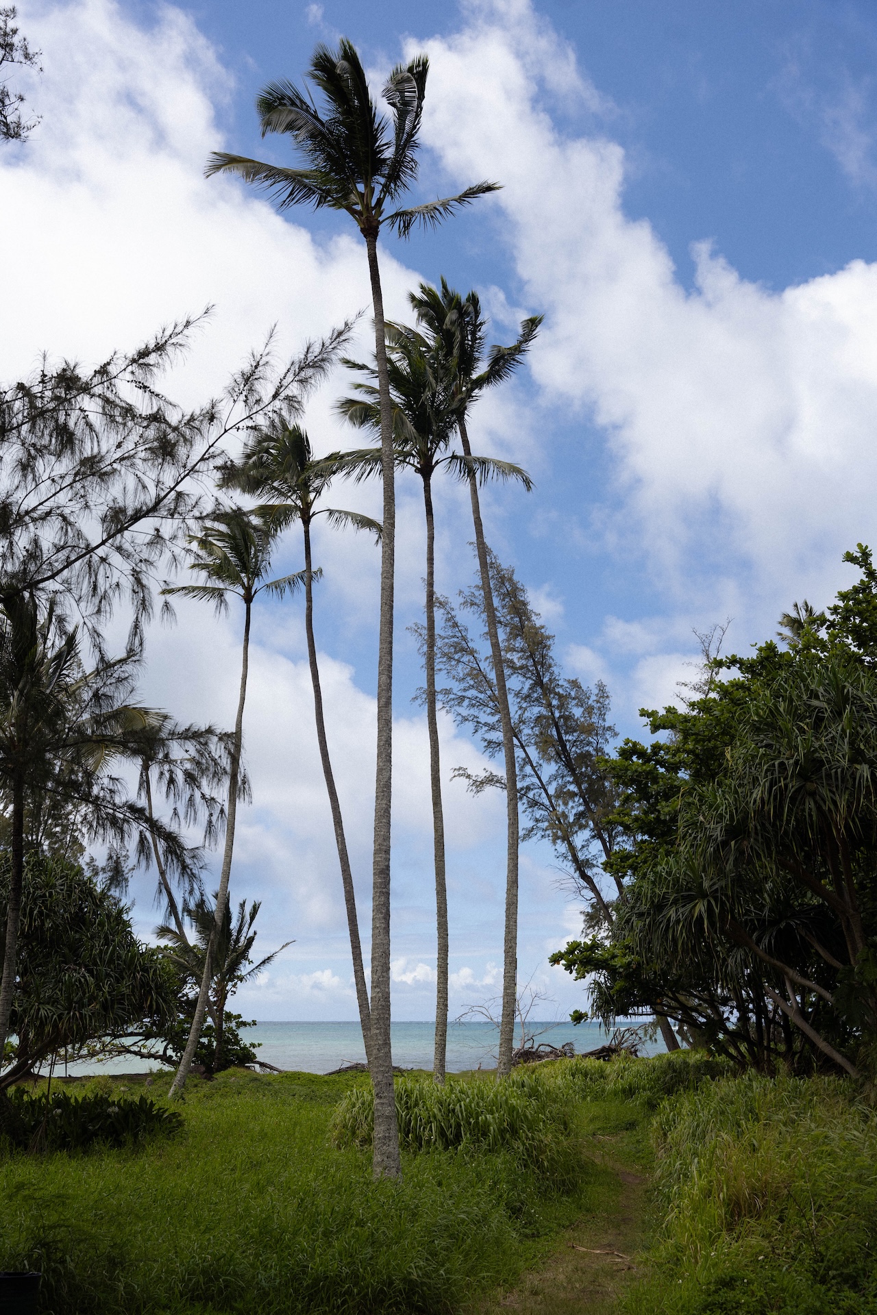 Palm trees sway along a grassy shoreline path, leading the way to a quiet beach setting in Hawaii.