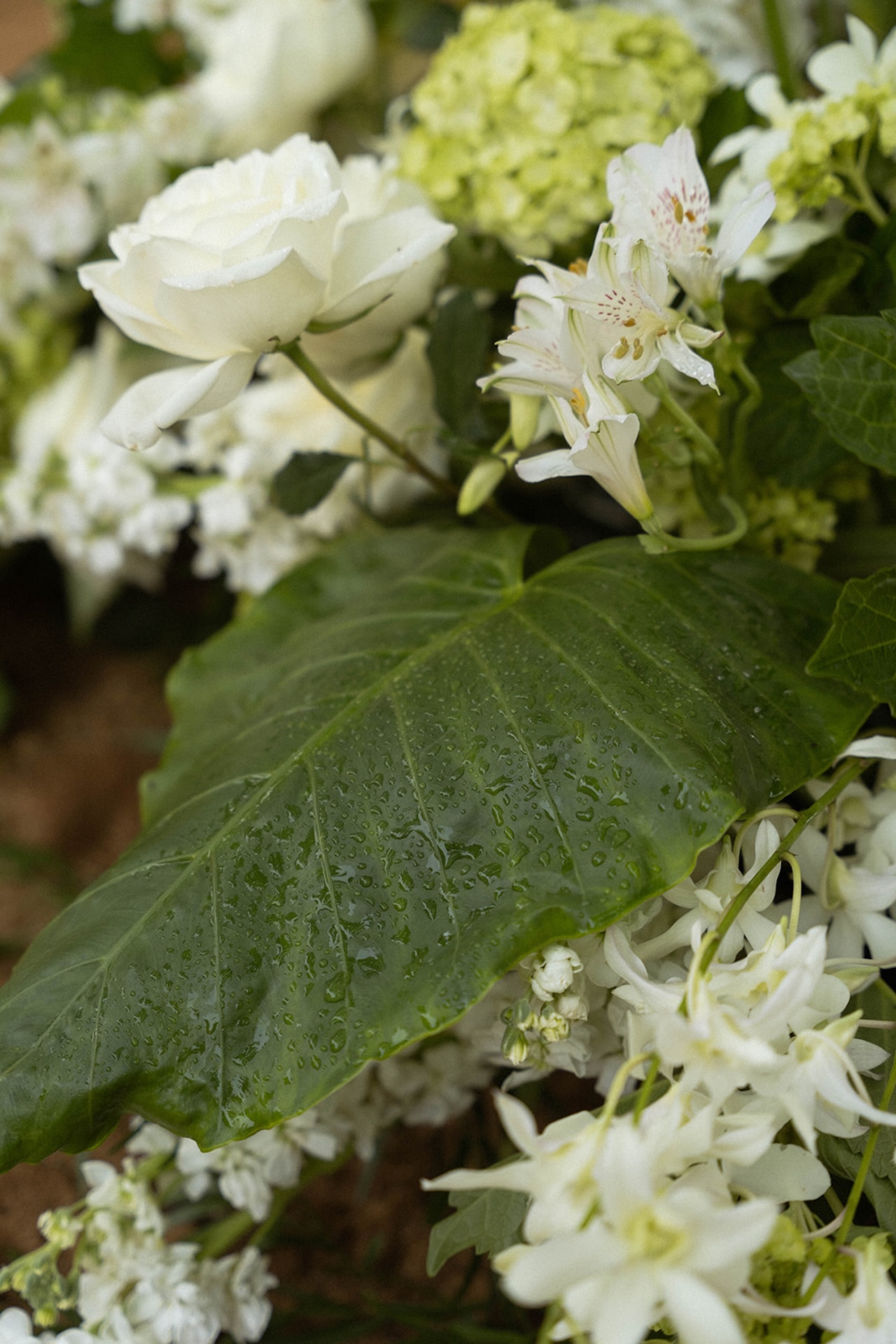A softly styled floral arrangement featuring white blooms and lush green leaves with visible raindrops.