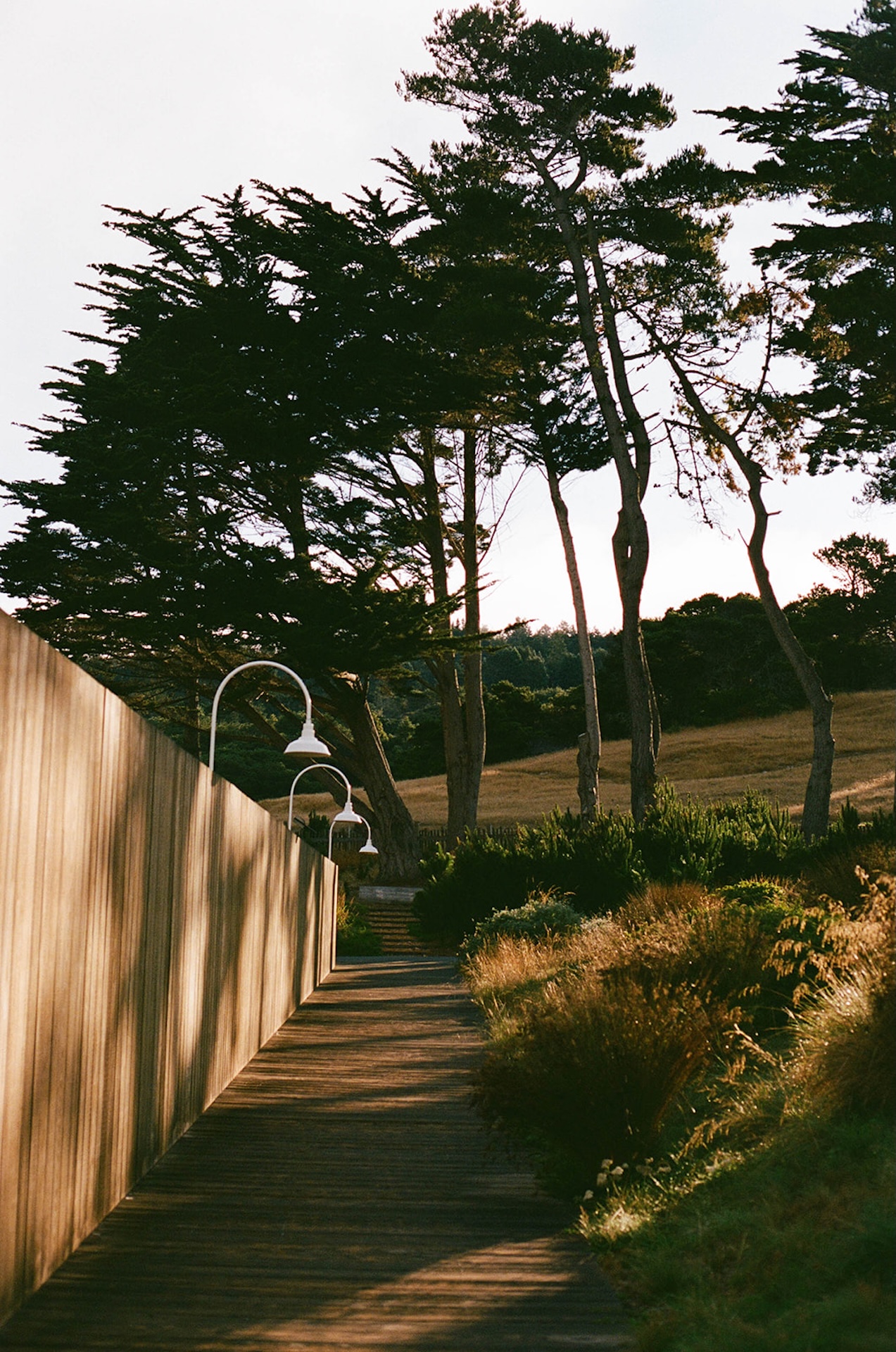 A film photo of a wooden pathway at a Sea Ranch Lodge Wedding in Big Sur with windswept trees in the background.